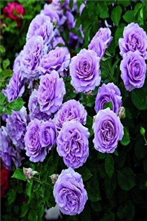 Yediveren Lila Gül Fidanı 1 Adet 30-50 Cm Yediveren Lilac Rose