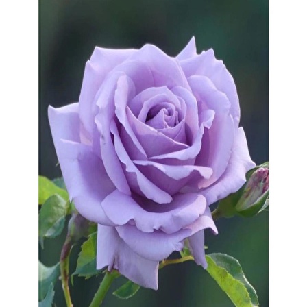 Saksılı Yediveren Lila Gül Fidanı 1 Adet 30-50 Cm Yediveren Lilac Rose 