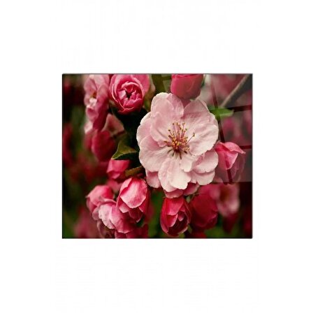  Doğal Zarafet: Pembe ve Beyaz Çiçek Desenli Cam Ocak Arkası Koruyucu 60X90