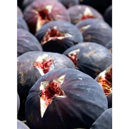Mega tarım Smargat Incir Fidanı Aşılı Siyah(Patlıcan) Incir Fidanı