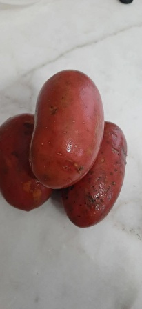 TATLI PATATES --1KG