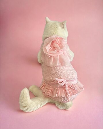 Rosie Rose Tişört ve İç Çamaşırı Set Kedi Kıyafeti Kedi Kostümü