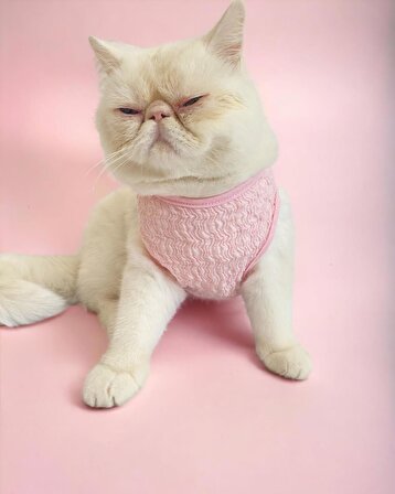 Rosie Rose Tişört ve İç Çamaşırı Set Kedi Kıyafeti Kedi Kostümü