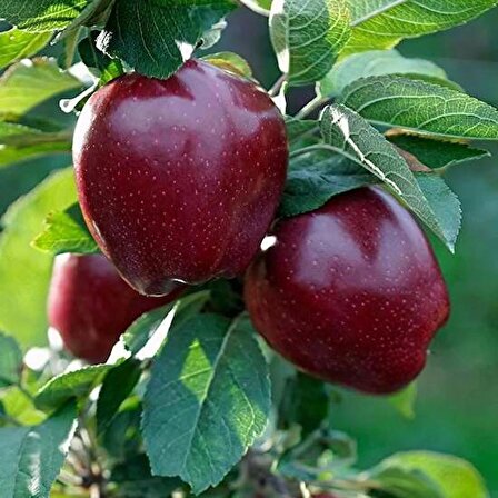 Smargat Kırmızı Elma Fidanı Starking Delicious Aşılı Elma Fidanı
