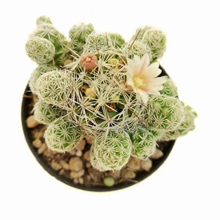 Mammillaria Vetula- Dantel Kaktüs 9 cm Plastik Saksıda