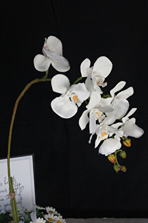 Orkide Çiçek Taş Gold Gölgeli Saksı Papatyalarla Sarılı Yatay Büyük Boy Yapaylar