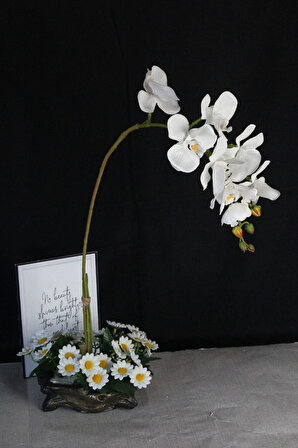 Orkide Çiçek Taş Gold Gölgeli Saksı Papatyalarla Sarılı Yatay Büyük Boy Yapaylar