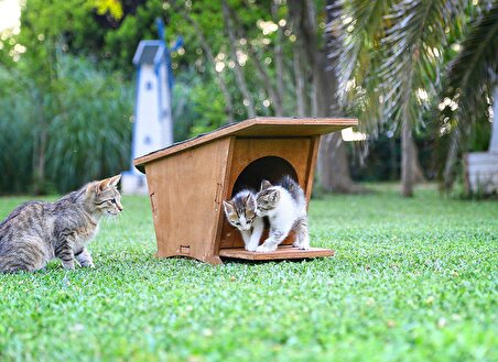 Mandu Ahşap Mini Kedi Evi (Yeni Doğan Evi)