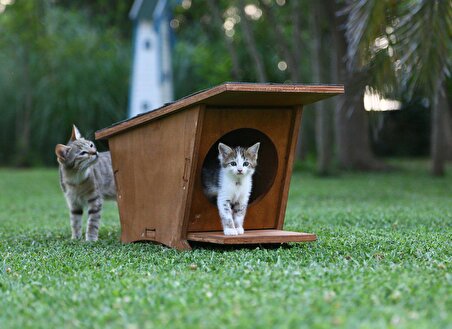 Mandu Ahşap Mini Kedi Evi (Yeni Doğan Evi)