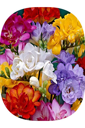 10 Adet Karışık Renk Frezya Çiçeği Soğanı Katmerli Mis Kokulu