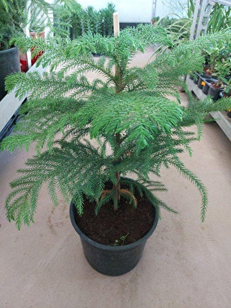 Saklısı Arakorya Salon Çamı( Boyu 45-70 cm)   ( 21 cm lik Saksıda) Araucaria Heterophylla - Arokarya Salon Çamı