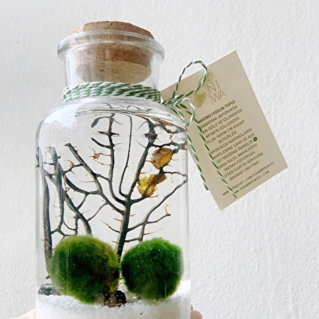 MARIMO INTENSE COUPLE