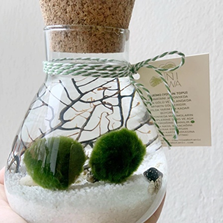 MARIMO LAB COUPLE