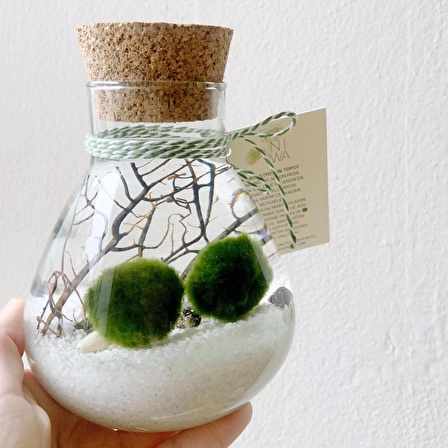 MARIMO LAB COUPLE