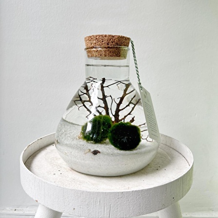 MARIMO LAB MIDI COUPLE