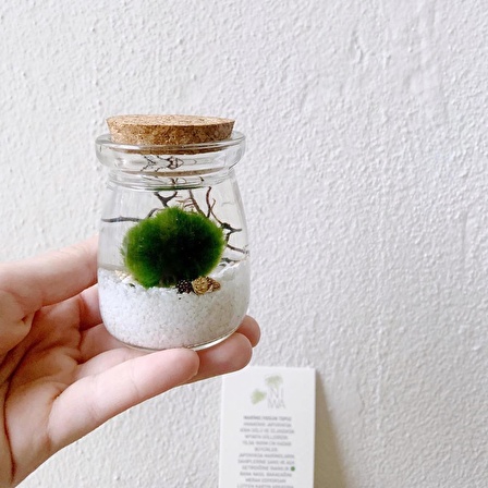 MARIMO MICRO