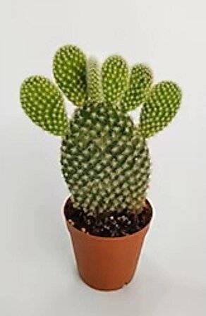 Opuntia Microdasys- Tavşan Kulağı Kaktüs 9 cm Plastik Saksıda