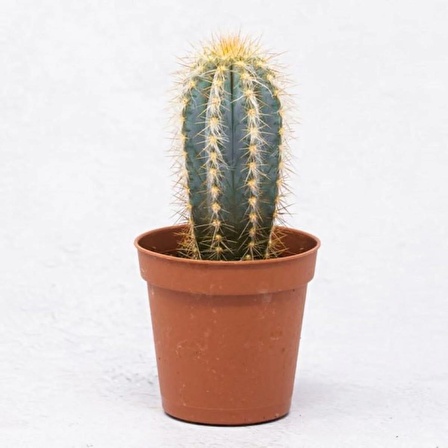 Pilosocereus Pachycladus - Kaktüs 8,5 cm Saksıda