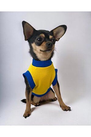 Sarı Lacivert Köpek Tişörtü, Köpek Kıyafeti