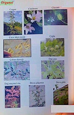 Bitkilerle Sağlıklı Yaşam - Prof. Dr. Hüseyin Koç  Gaziosmanpaşa Üniversitesi  Ziraat Fakültesi - Tarla Bitkileri Bölümü  ISBN : 9789758778423