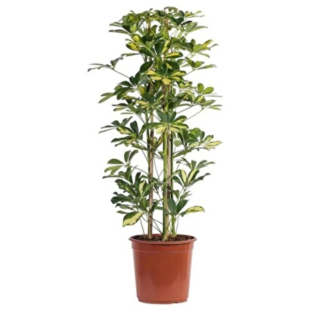 Schefflera Arboricola - Şeflera Bitkisi 60-80 Cm Tekli