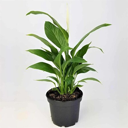 Dağ Palmiyesi - Spathiphyllum ( Barış Çiçeği) Seti