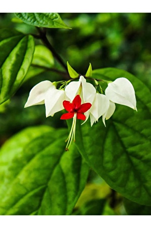 Videolu Büyüleyici Beyaz Kızılay Çiçeği Fidanı (30 40 CM)1 Adet Saksılı Clerodendrum