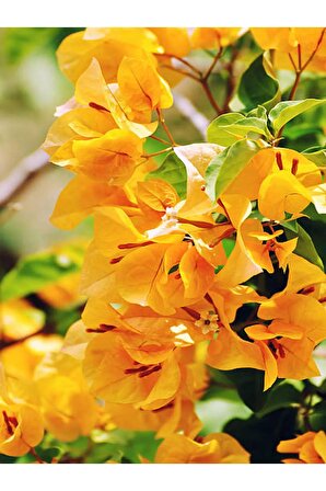Videolu Sarı Begonvil Çiçeği Fidanı (50 60 CM)1 Adet Saksılı Dış Mekan Sarmaşık Bougainvillea