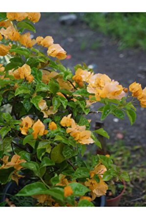 Videolu Sarı Begonvil Çiçeği Fidanı (50 60 CM)1 Adet Saksılı Dış Mekan Sarmaşık Bougainvillea