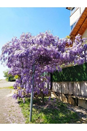 Videolu Mor Salkım Çiçeği Fidanı Bahçe Balkon Bitkisi (30 40CM)1 Adet Saksılı Buddleja Davidii