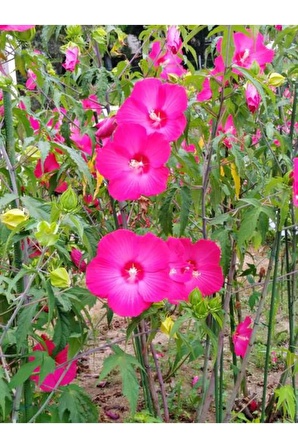 Videolu Pembe Japon Gülü Çiçeği Fidanı (40 45 CM)1 Adet Saksılı Camellia Japonica