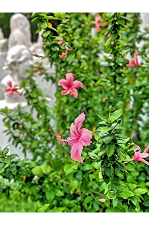 Videolu Pembe Japon Gülü Çiçeği Fidanı (40 45 CM)1 Adet Saksılı Camellia Japonica