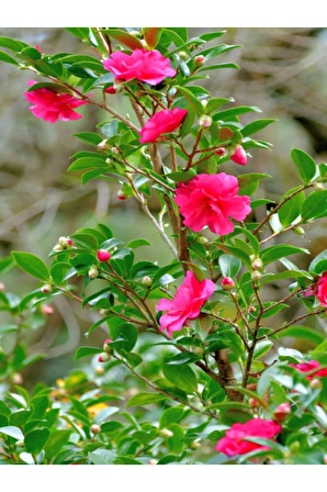 Videolu Pembe Japon Gülü Çiçeği Fidanı (40 45 CM)1 Adet Saksılı Camellia Japonica