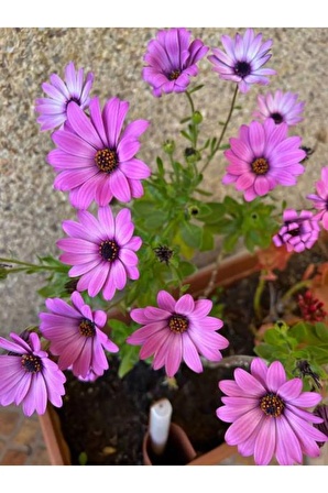 Videolu Bodrum Papatyası Mor Renkli (20 35 CM)1 Adet Saksıda Canlı Bitki Gerbera Jamesonii