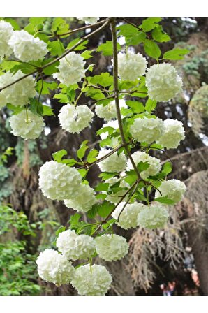 Videolu Çınar Kartopu Çiçeği Beyaz Renkli (40 60 CM)1 Adet Dış Mekan Bitkisi Viburnum Opulus