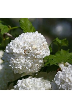 Videolu Çınar Kartopu Çiçeği Beyaz Renkli (40 60 CM)1 Adet Dış Mekan Bitkisi Viburnum Opulus