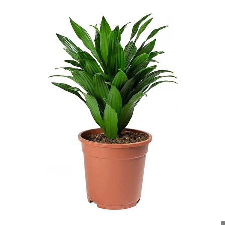 Starliçe 50-70cm - Dracaena Fragrans Compacta 20-30 cm Seti