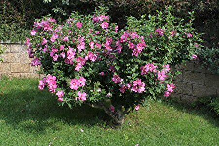 Ağaç Hatmi Fidanı / Katmerli Çiçekli / 40 - 50 cm. Boyda (Hibiscus syriacus)