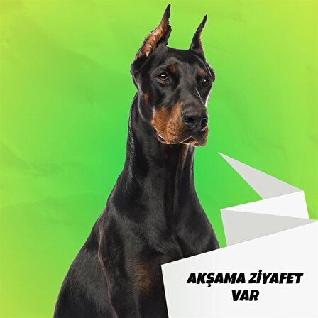 Rıch Raw Food 8 kg Köpek Maması