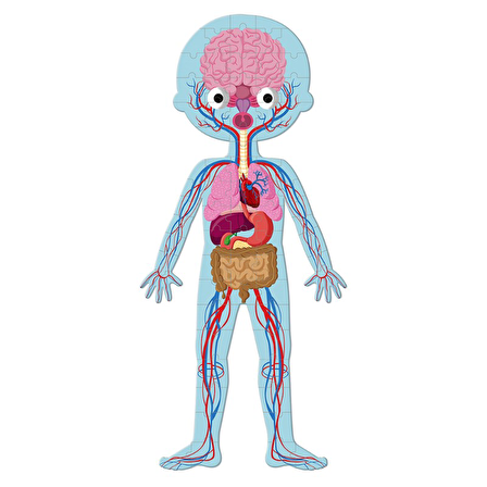 Janod Öğretici Puzzle - İnsan Vücudu 4'lü Set