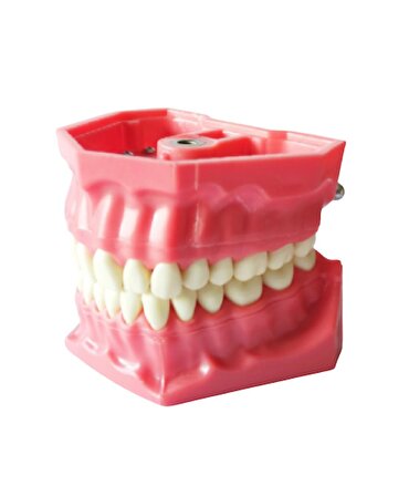 Diş Hekimliği Fakültesi Öğrencileri Eğitimi İçin Fantom Diş Çene 32 Dişli