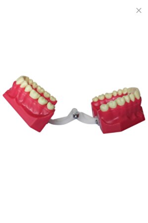 Diş Hekimliği Fakültesi Öğrencileri Eğitimi İçin Fantom Diş Çene 32 Dişli