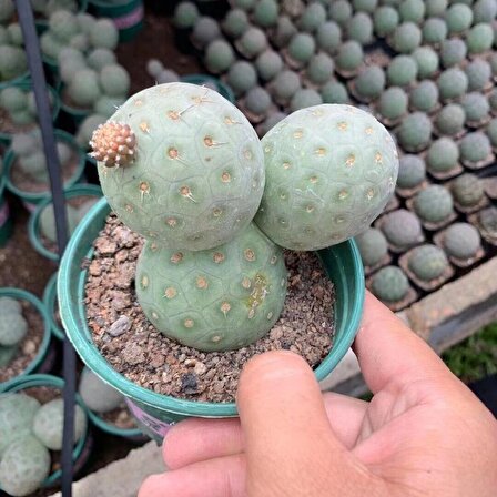 Tephrocactus Geometricus