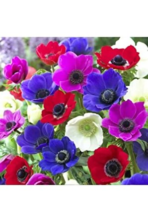Karışık Renkli Kokulu Anemon Çiçeği Soğanı 5 Adet