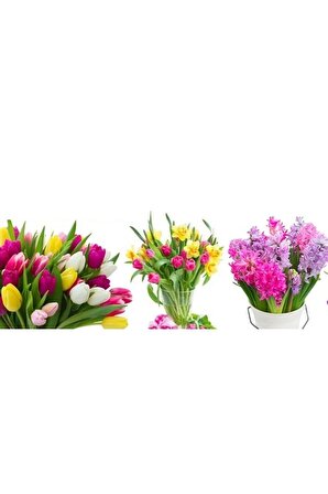 Karışık Çiçek Soğanları (nergis Sümbül,lale,iris) 5 Adet