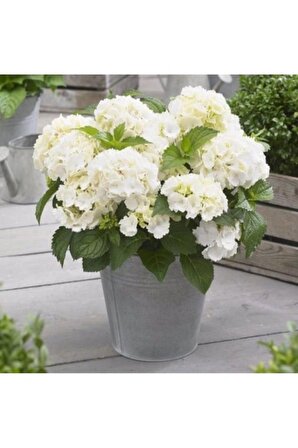 Canlı Ortanca Çiçeği Fidanı Tüplü Beyaz Renk