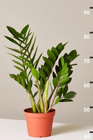 Zamioculcas Zamiifolia - Zamia Zeze Dolgun Form Canlı Salon Bitkisi 60 - 80 cm