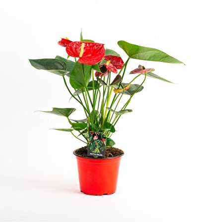 Kırmızı Antoryum (40-50 cm) Hediyelik Çiçek