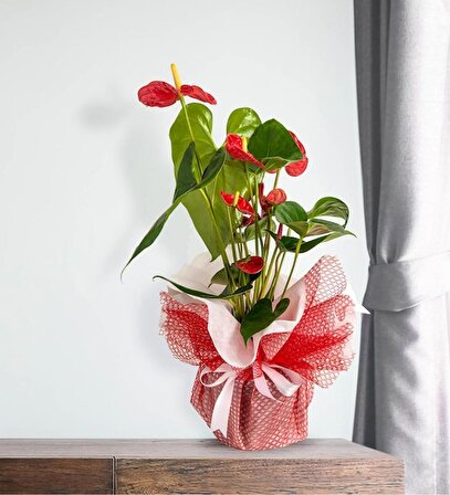 Kırmızı Antoryum Saksı Çiçeği (Süslü-Hediyelik Çiçek)