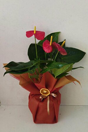 Kırmızı Antoryum Saksı Çiçeği Antoryum 50cm Yuksekliginde Salon Bitkisi